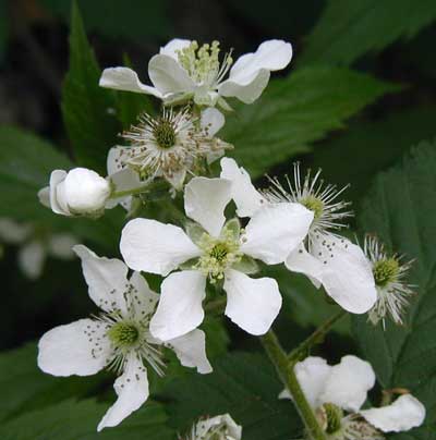 Wild Raspberries flowering